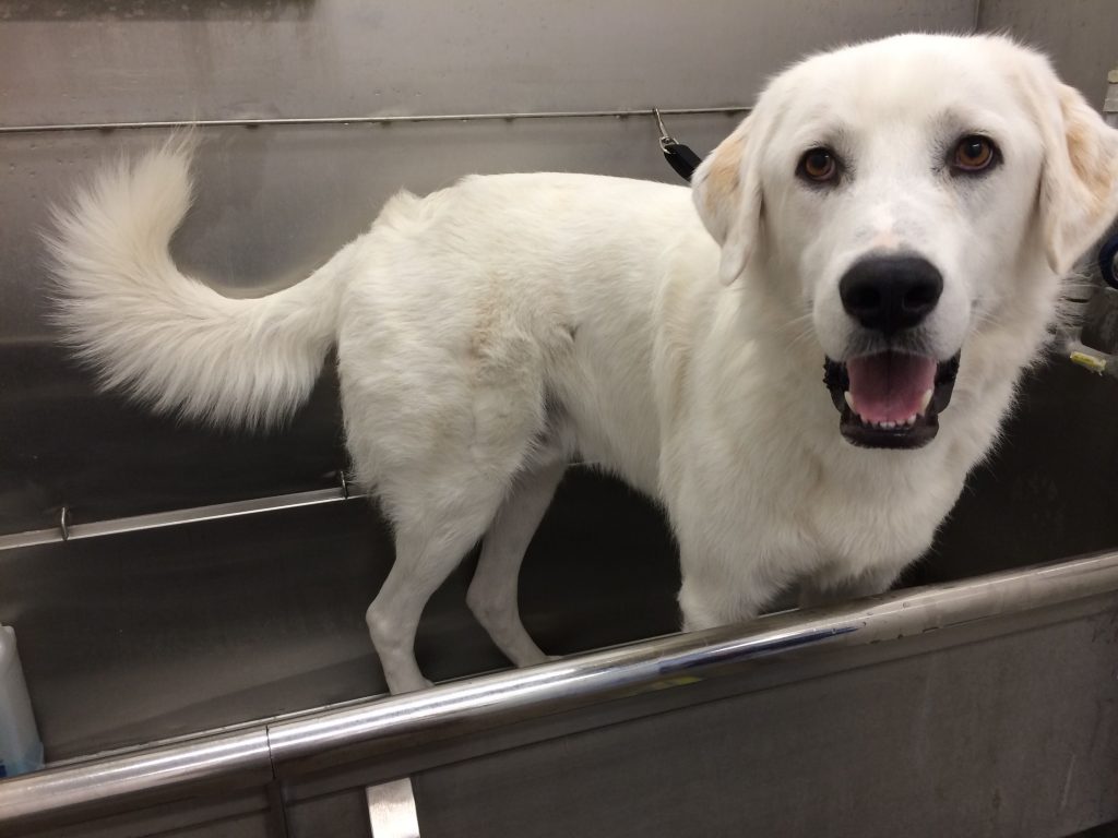 great Pyrenees Lab Mix